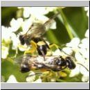 Tenthredo zonula - Blattwespe 10.jpg